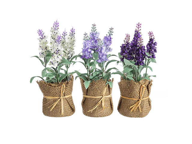 Piantina lavanda 6x6x20cm 61881