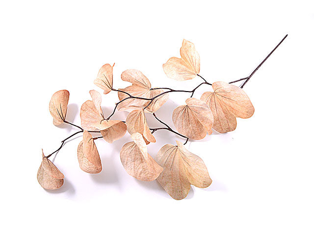 cercis canadiensis 1827-04