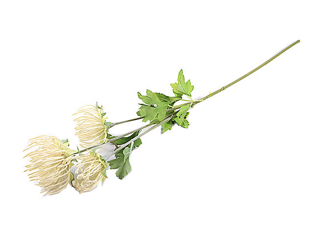 leucospermum x3 4506-01