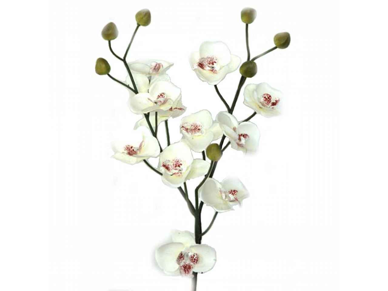 orchidea mini 2600-11