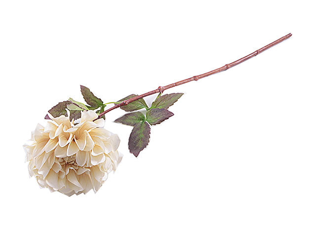 dahlia 6214-31
