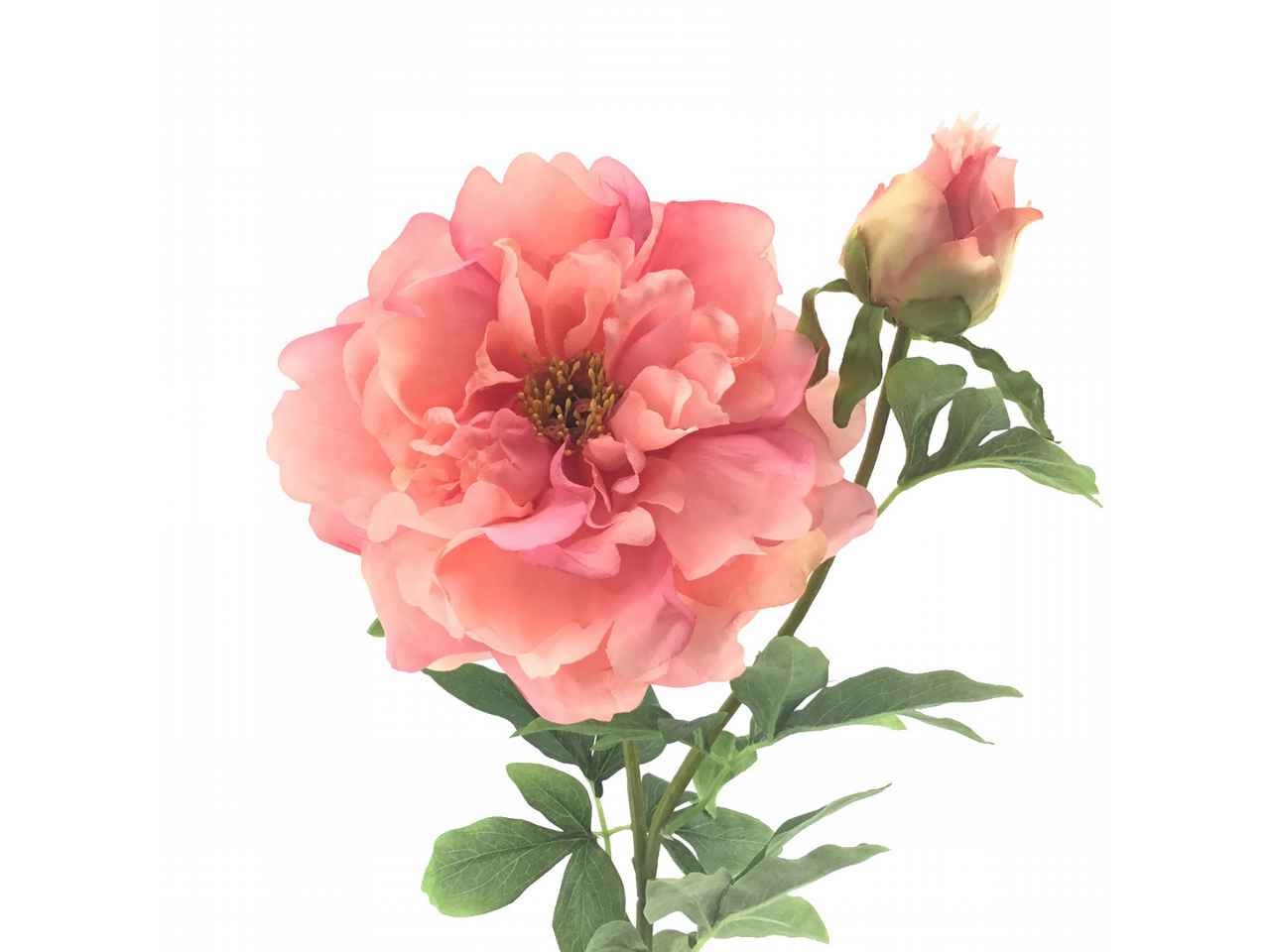 Peonia pesca 6230-14
