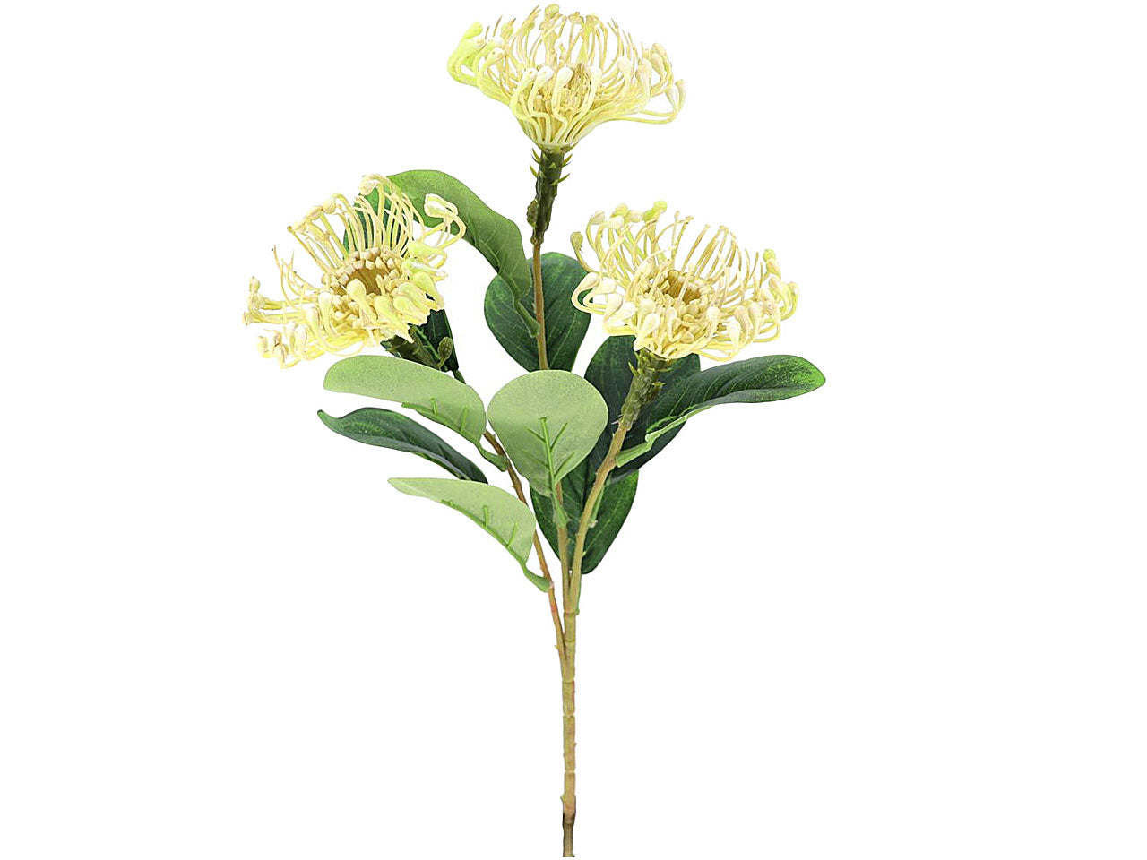 fiore leucuspermum x3 giallo 7239-01