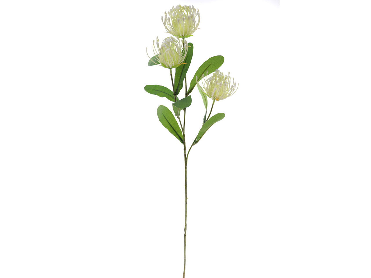 leucuspermum x3 bianco 4325-01