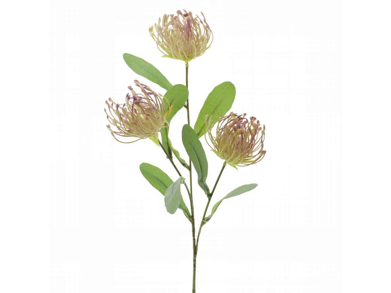 leucuspermum x3 4325-09