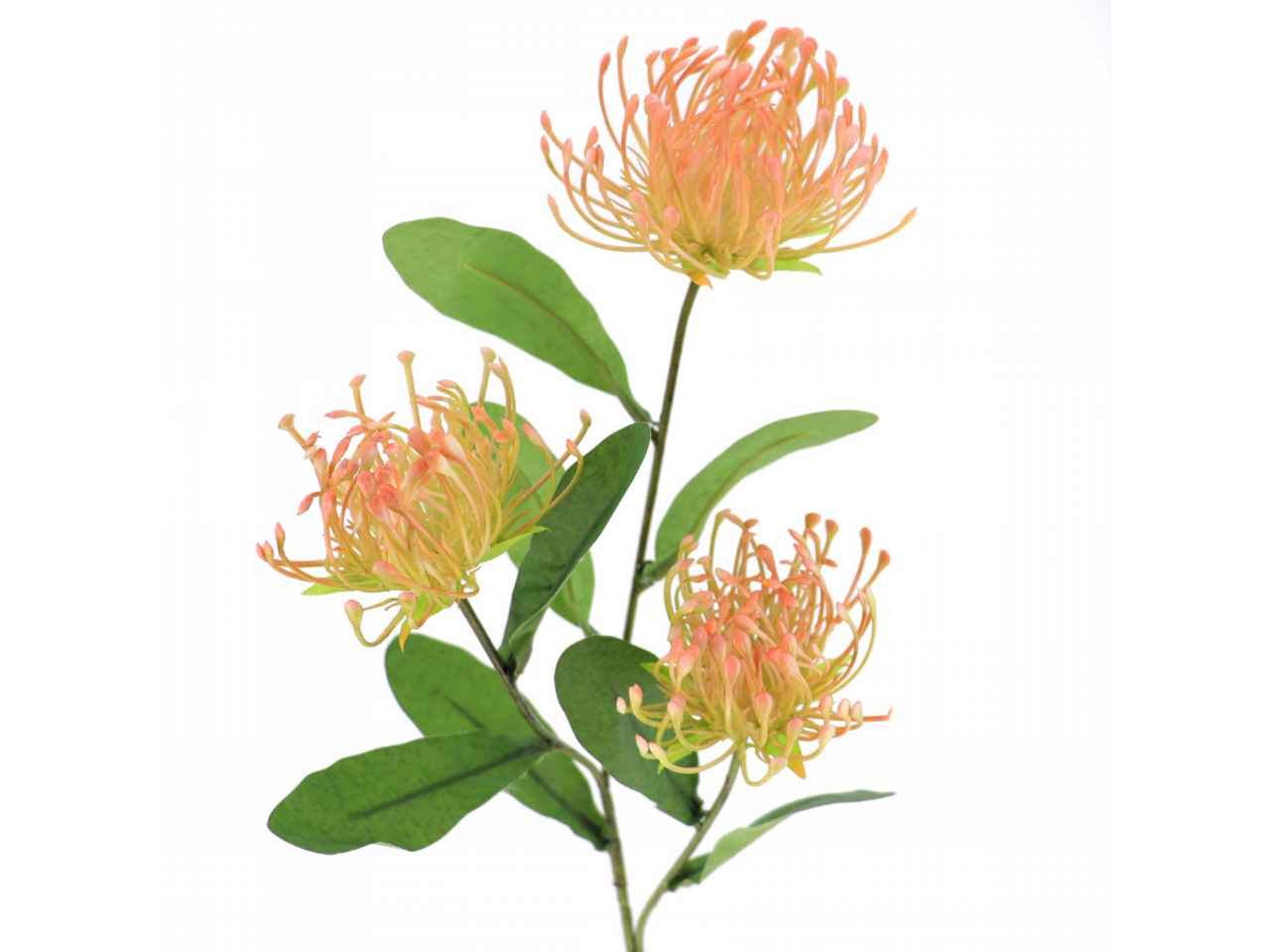 leucuspermum x3 rosa 4325-14