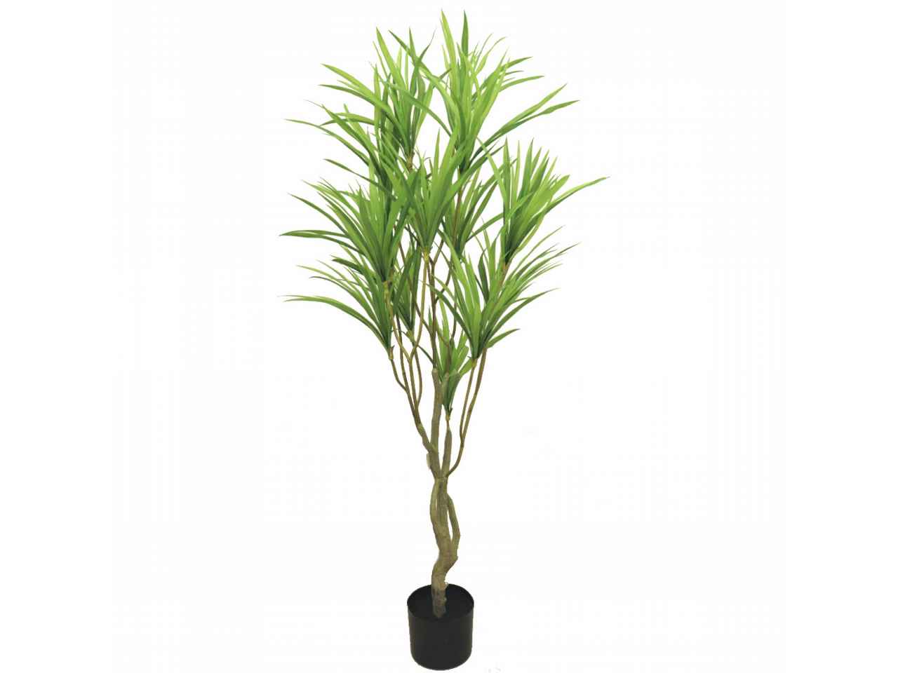 Pianta yucca 7063-09