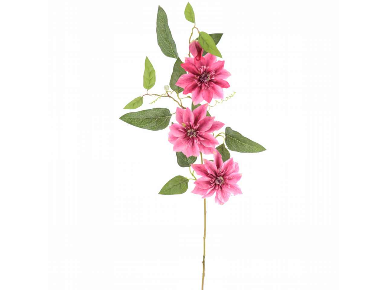 clamatis fucsia 2635-07