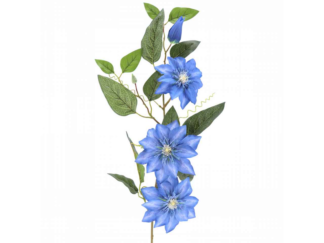 clamatis blu 2635-10