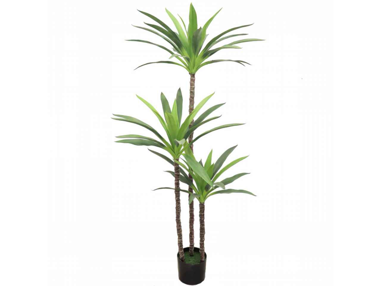 pianta dracena x3 7119-09