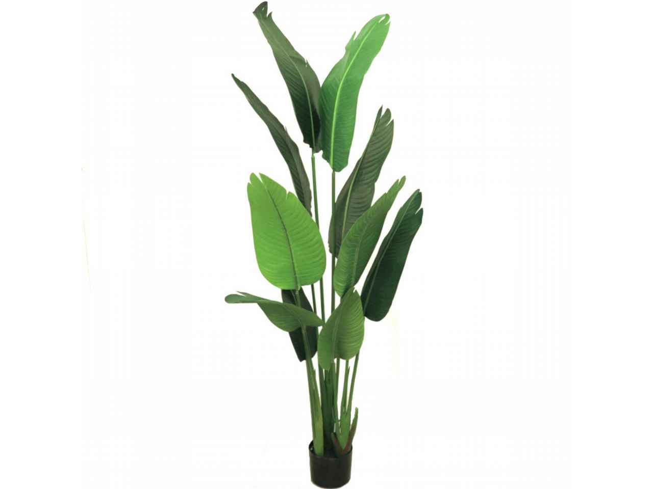pianta sterlitzia 1,6mt 7088-09