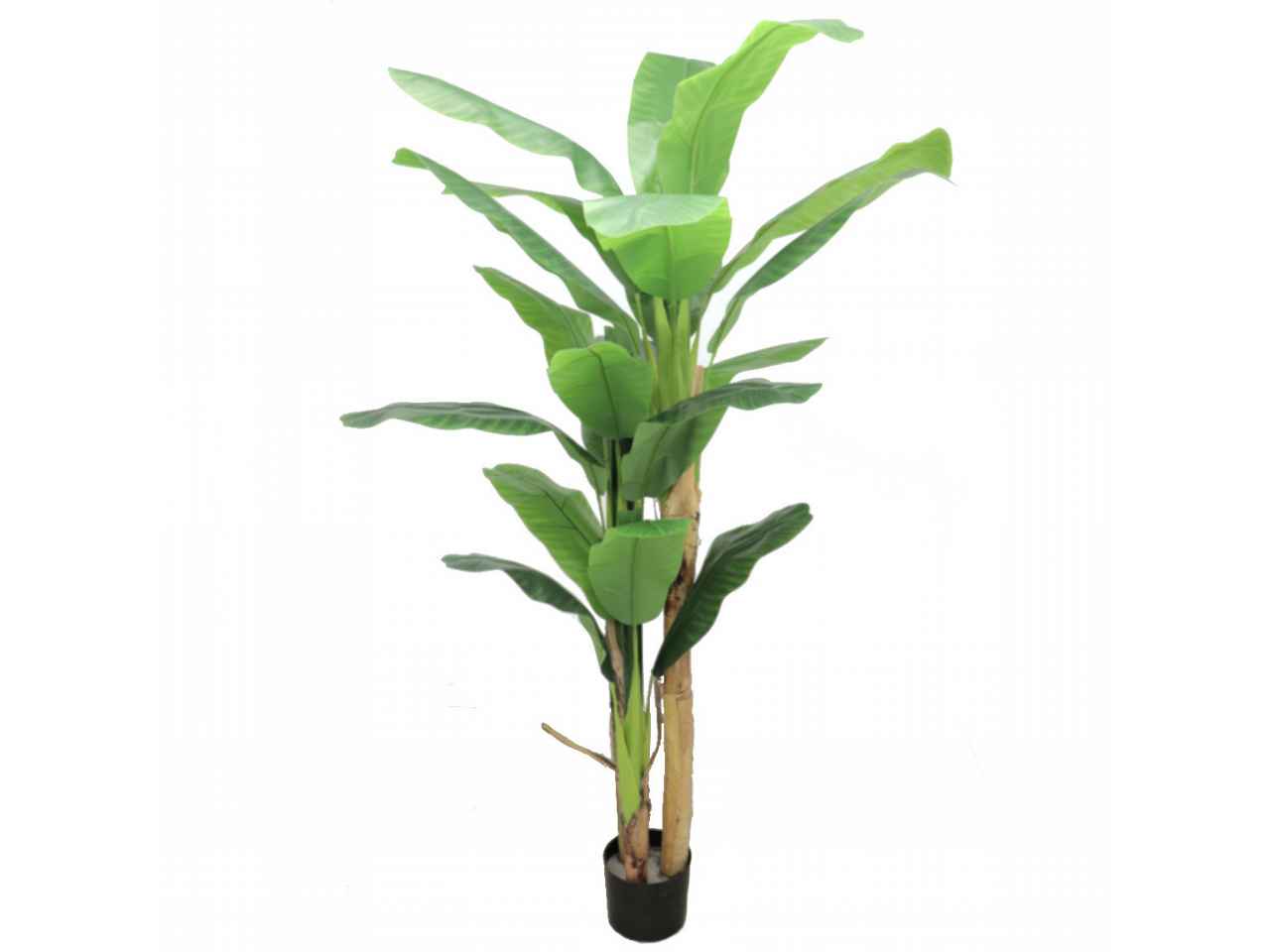 pianta banano x3 2,1mt 7195-09