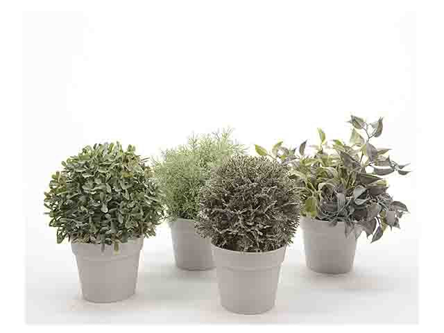 piantina 20cm 514985
