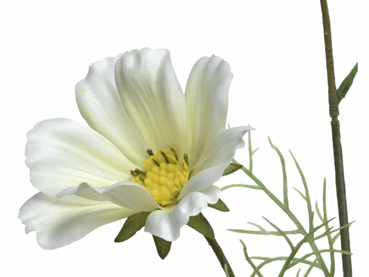 Coreopside bianco h.64cm 800555