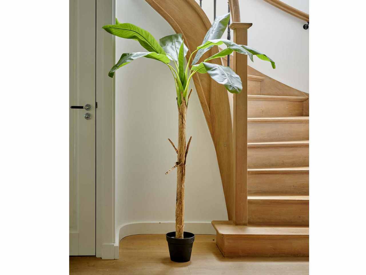 Banano h.280cm con vaso 802098