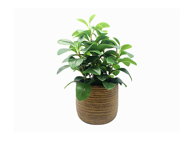 pianta grassa con vaso 38cm 402871