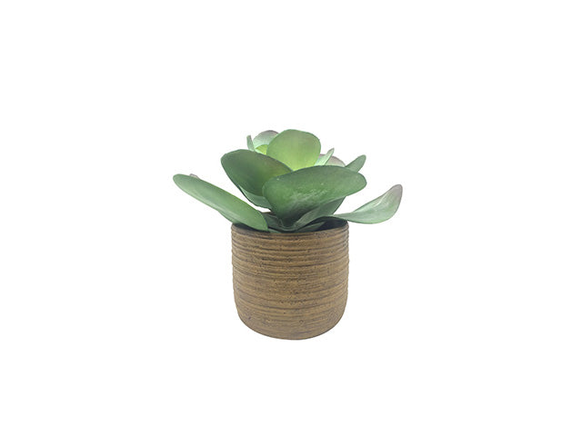 pianta grassa con vaso 27cm 402872