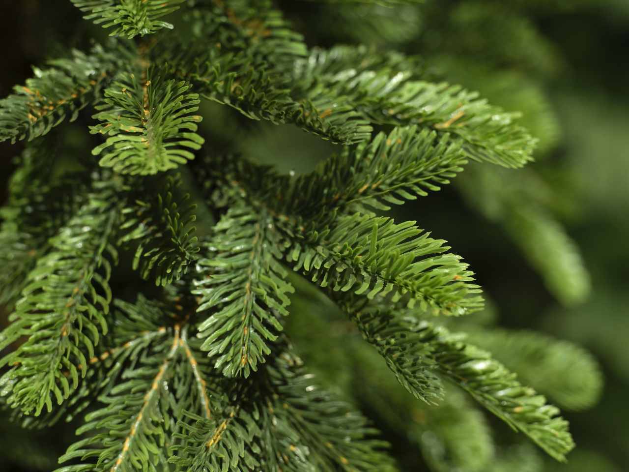 Albero di natale alpine 210cm d.50cm verde