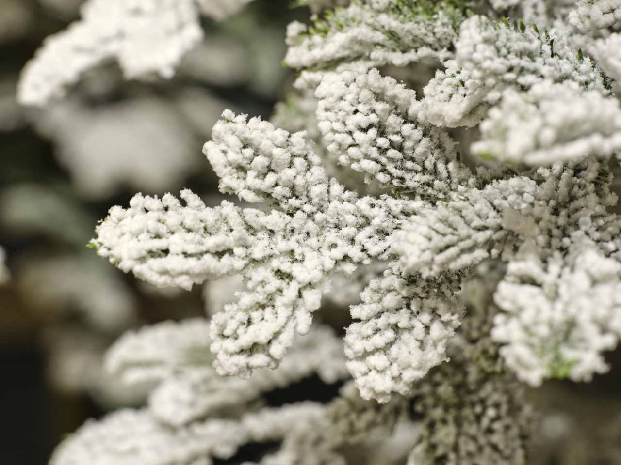 Albero di natale alpine innevato 240cm d.60cm verde/bianco