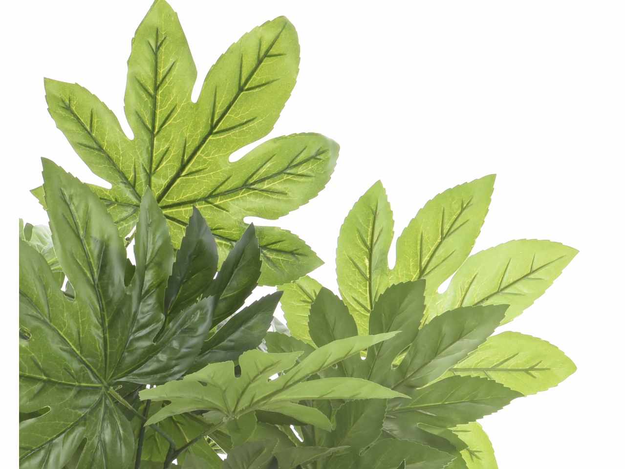 Aralia h.130cm 800811