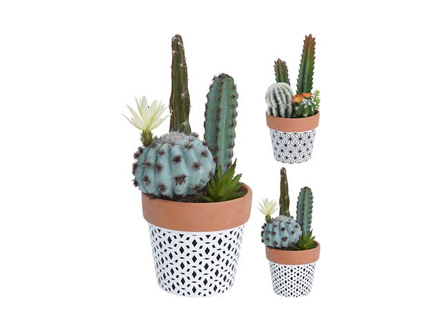 Cactus con vaso 319000110