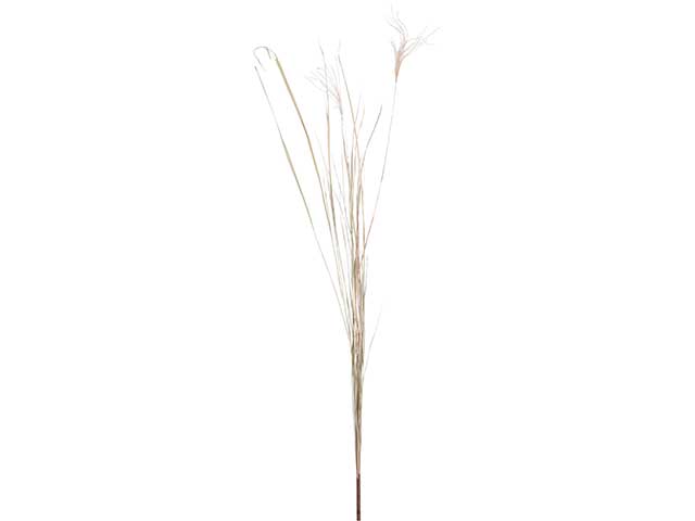 pampas 135cm yza000970