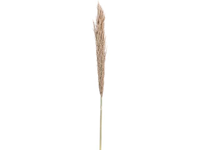 pampas 150cm yza000980