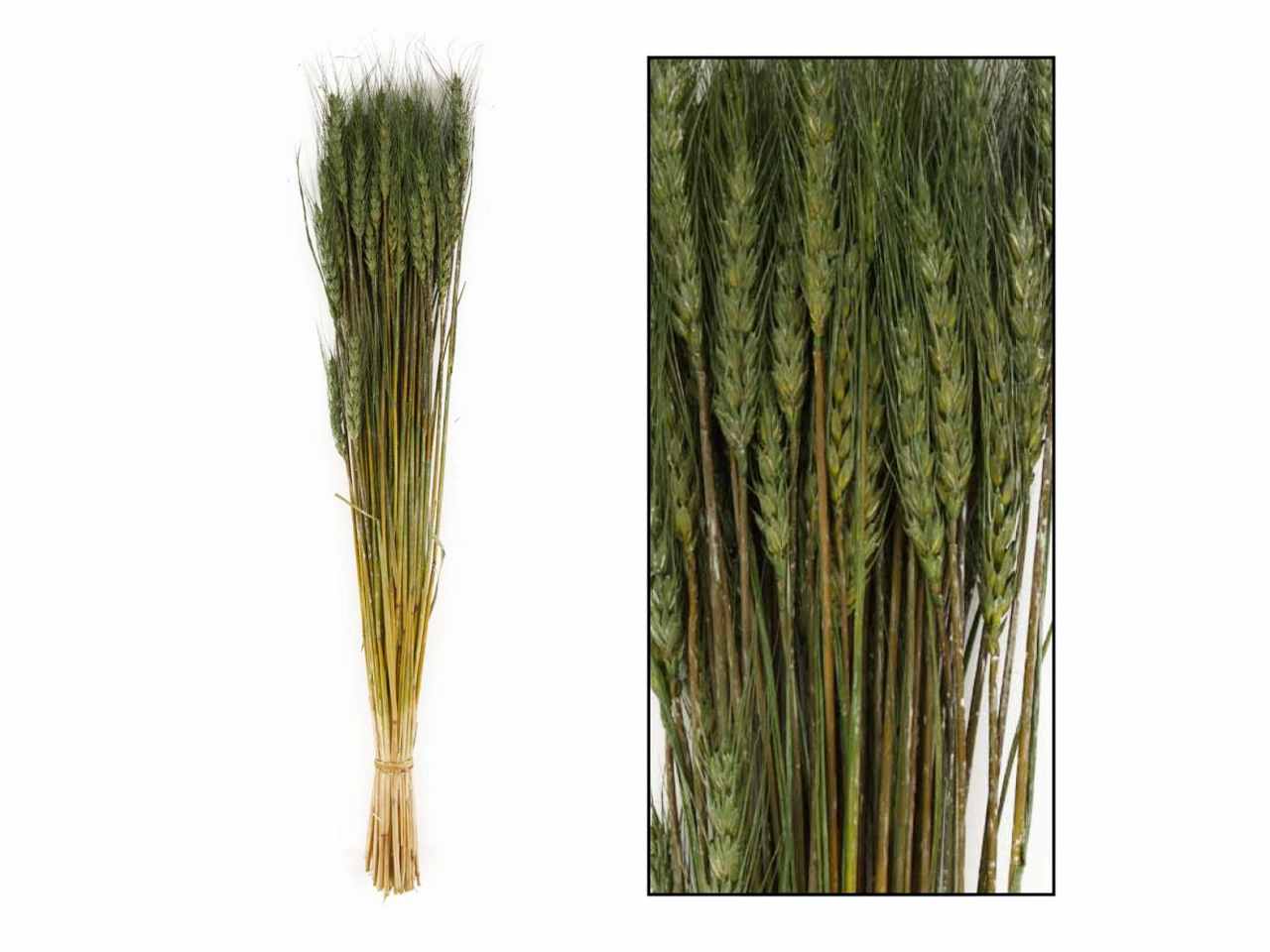 Spighe verdi 100gr 35434-042