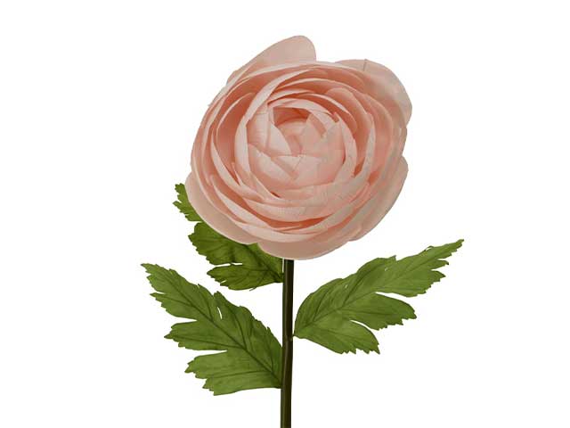 ranuncolo rosa 801446