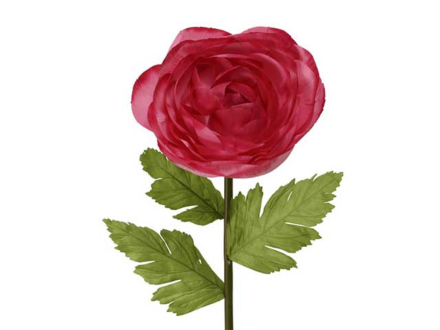 ranuncolo fucsia 801447