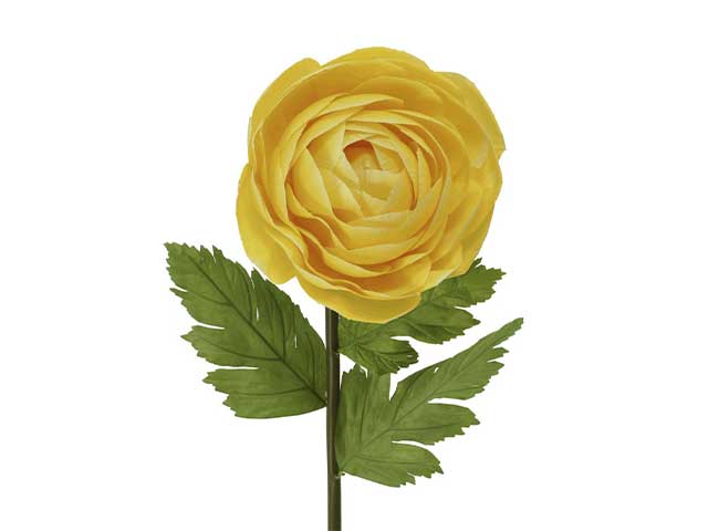 ranuncolo giallo 801448