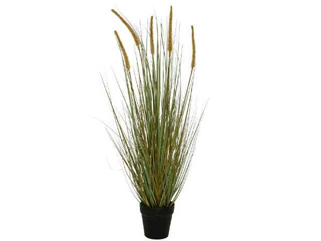 pianta grassa 801244