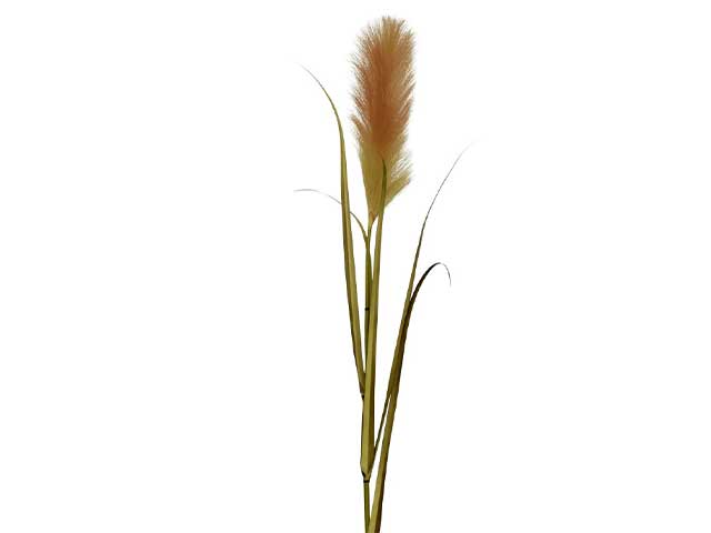 fascio fiore secco sabbia 801246