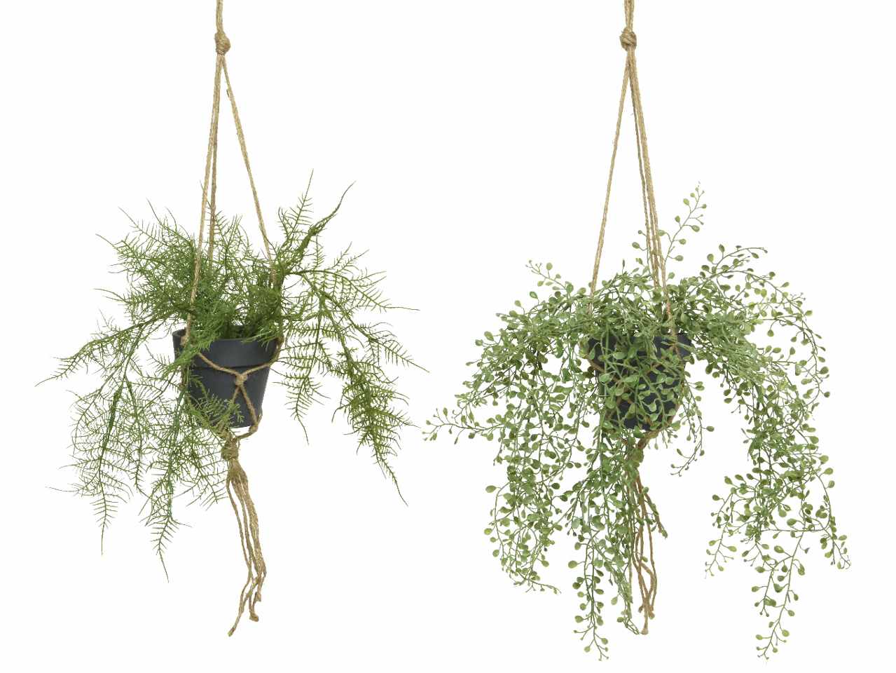 Pianta di asparago a foglia verde con gancio per appendere 26xh.38cm