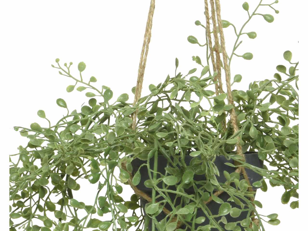 Pianta di asparago a foglia verde con gancio per appendere 26xh.38cm