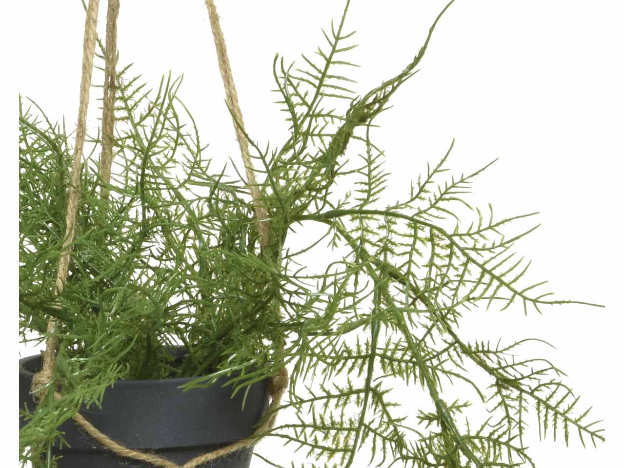 Pianta di asparago a foglia verde con gancio per appendere 26xh.38cm
