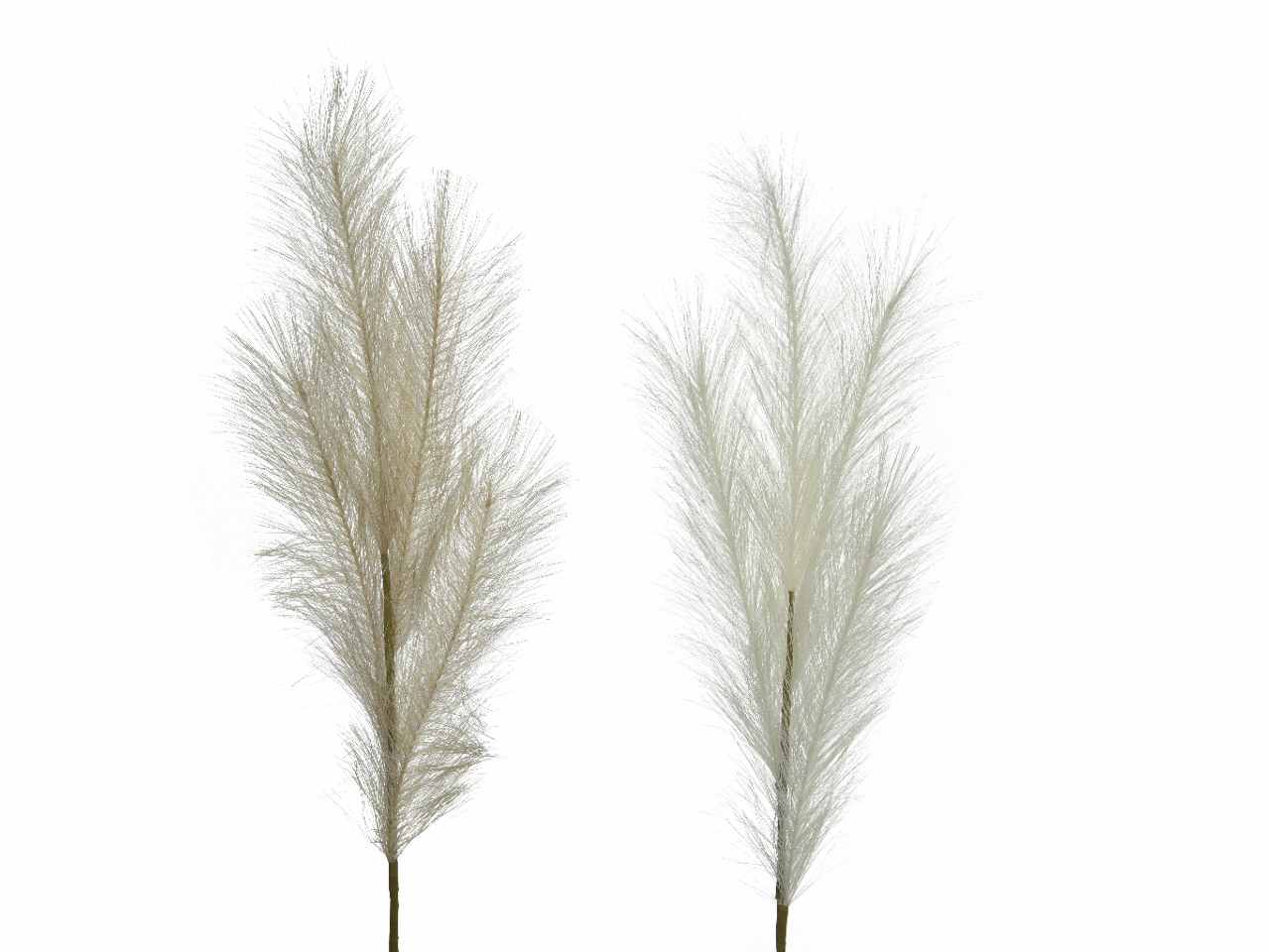 Pampas h.80cm ass.804236