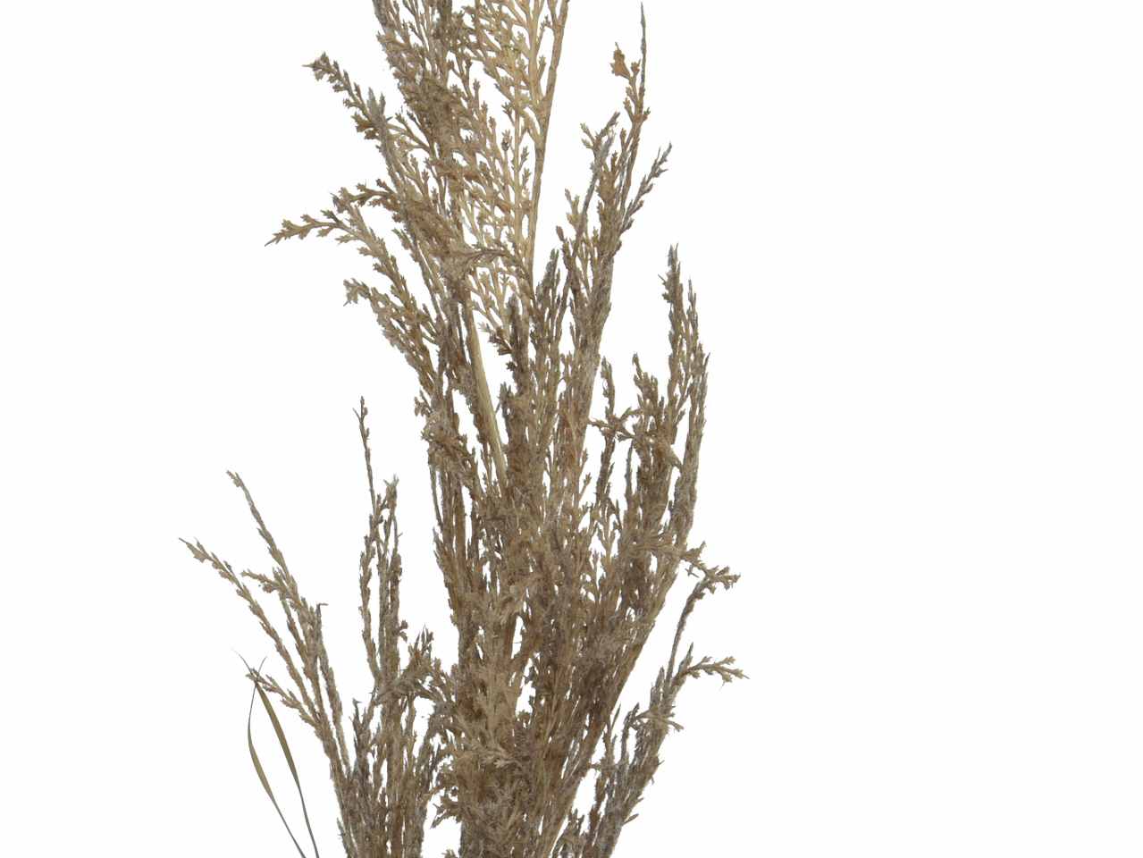 Grano spruzzata marrone h.102cm 804330