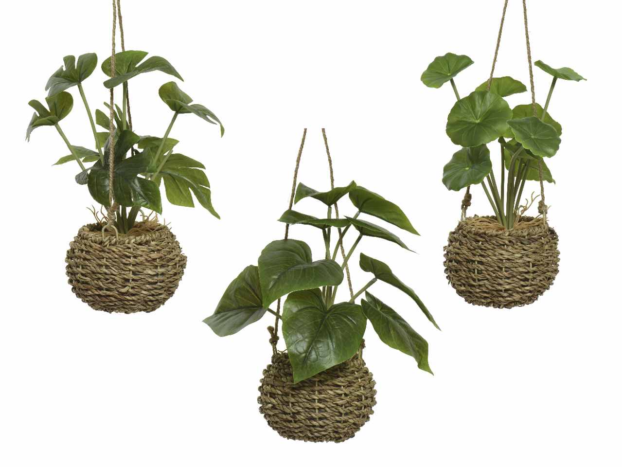 Pianta in vaso con corda per appendere in due differenti assortimenti h.32cm