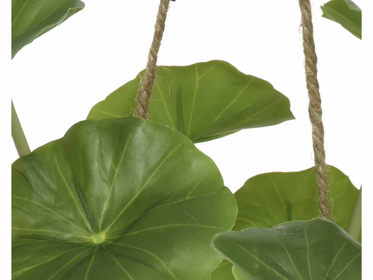 Pianta in vaso con corda per appendere in due differenti assortimenti h.32cm